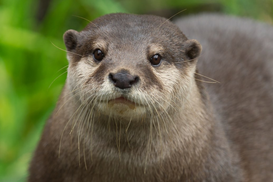 Otter 1006